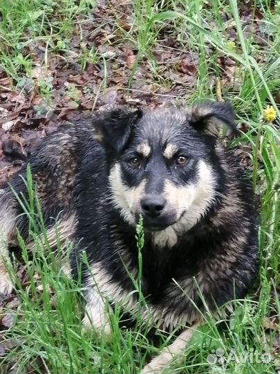 Чья собачка