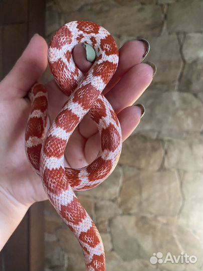 Маисовые полозы