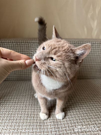 Для верного кота больше нет места в жизни