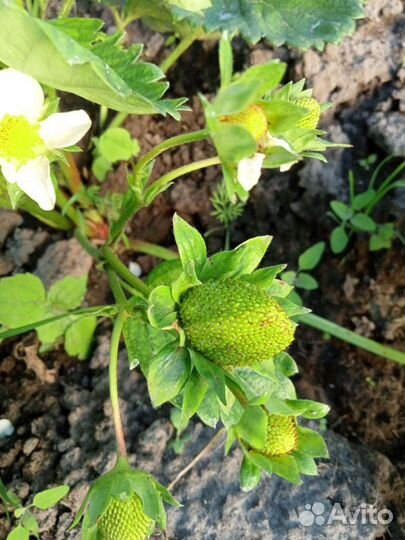 Рассада клубники