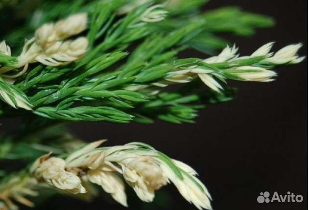 Можжевельник горизонтальный Андорра Вариегатта