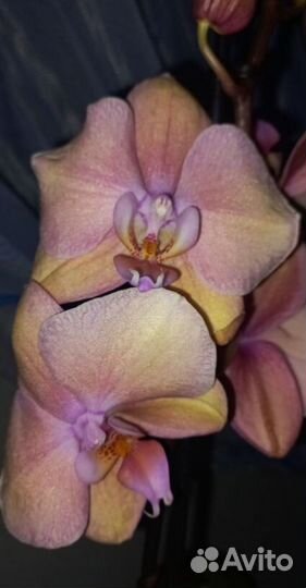 Орхидея фаленопсис