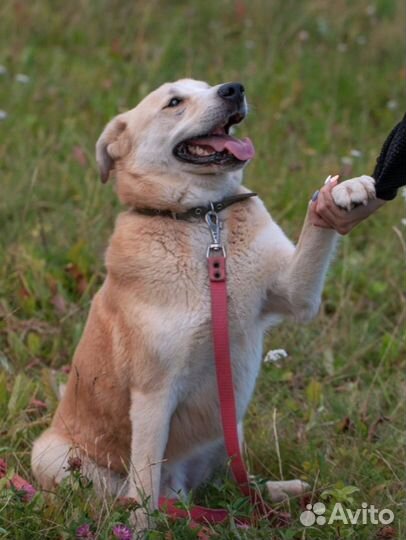 Добрейший и нежнейший Персик. Лесной приют