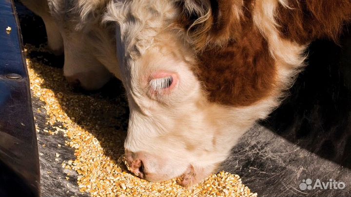 Комбикорм для коров х