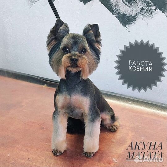 Стрижка собак и кошек. Груминг студия. Грумер