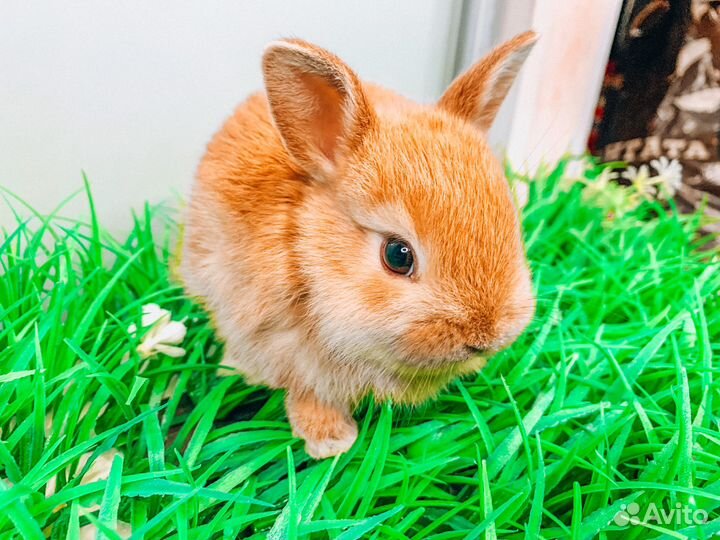 Карликовый кролик - Москва