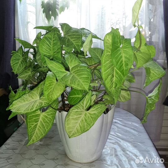 Комнатные цветы