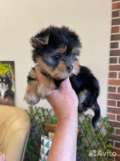 Милые щеночки йорка