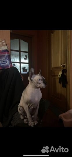 Котята сфинкс эльф