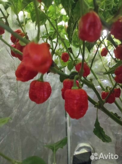 Перец Каролина Рипер/Carolina Reaper