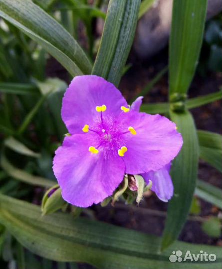 Многолетники