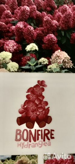 Гортензия bonfire бонфаер