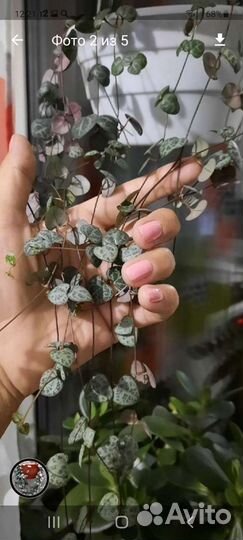 Церопегия Вуда