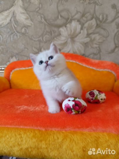 Кошечки для вас