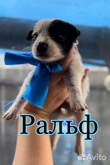 Щенки в добрые ркуи бесплатно