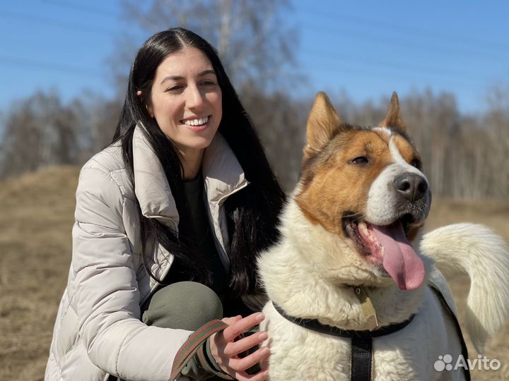 35 кг счастья пропадают в приюте