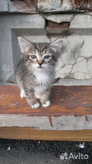 Очень нужен дом котёнку