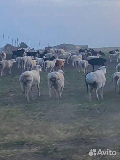 Матки Бараны