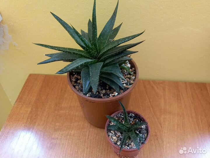 Суккуленты