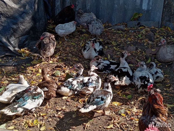 Голубые мускусные утки