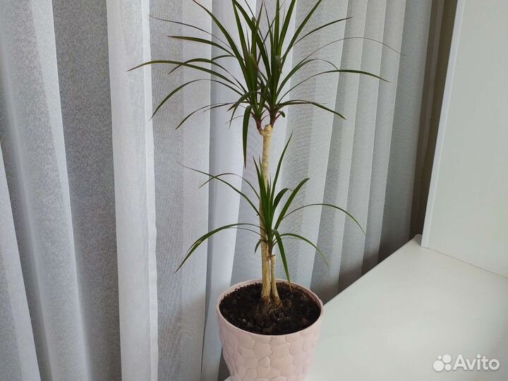 Комнатные цветы драцена