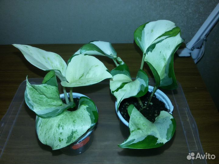 Сциндапсусы (Все фото в наличии)