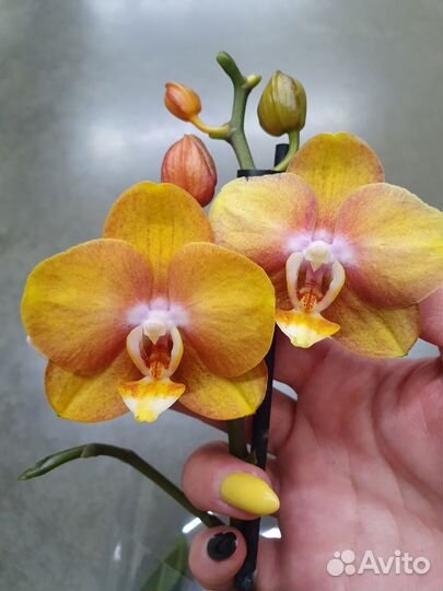 Орхидея фаленопсис Goud / Золото
