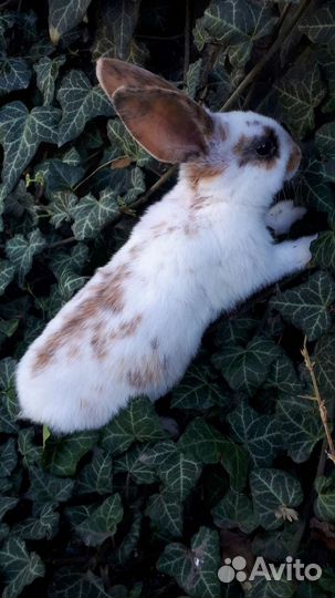 Чистопородные кролики 