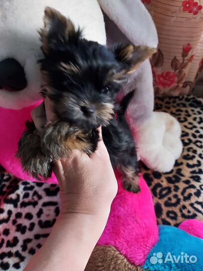 Йоркширский терьер