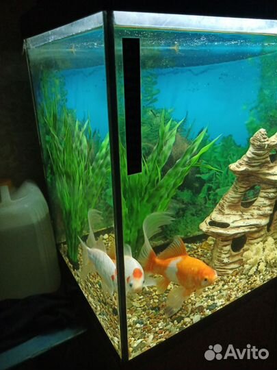Аквариум