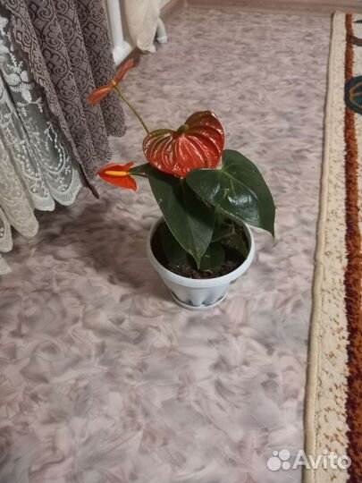 Комнатные цветы антуриум