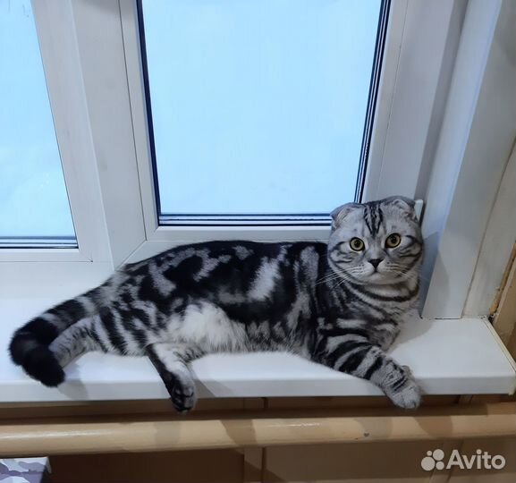 Шотландский кот вязка