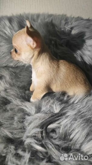 Щенки чихуахуа