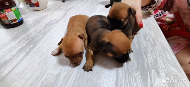 Собаки щенки