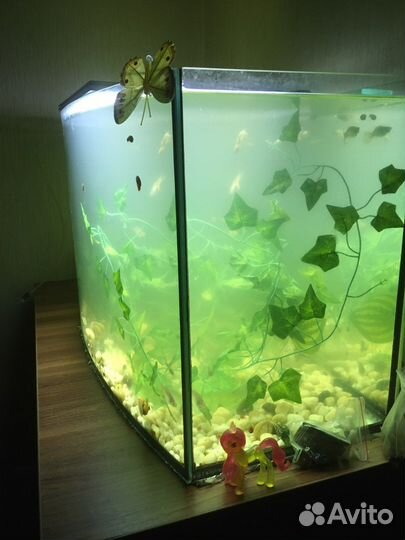 Аквариум 100л с колукруглым стеклом, с рыбками