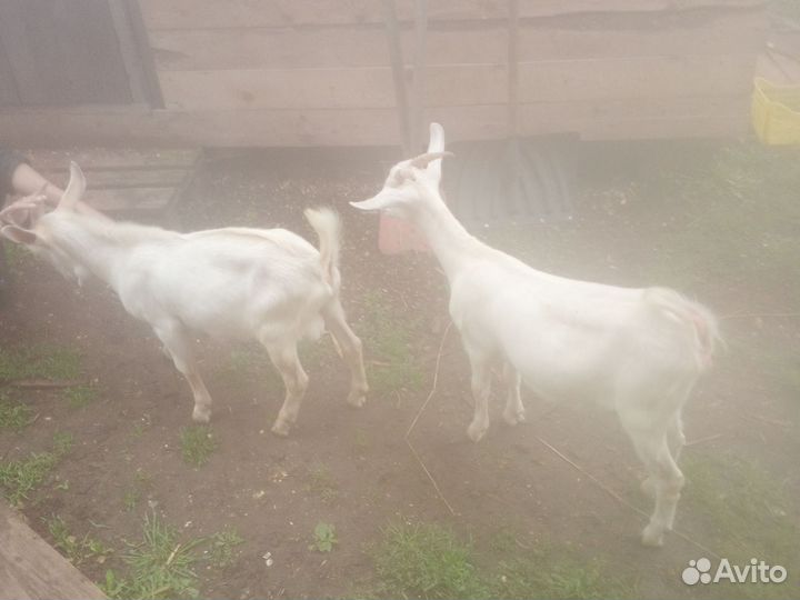 Коза Дойная Зааненская