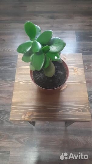 Домашние цветы