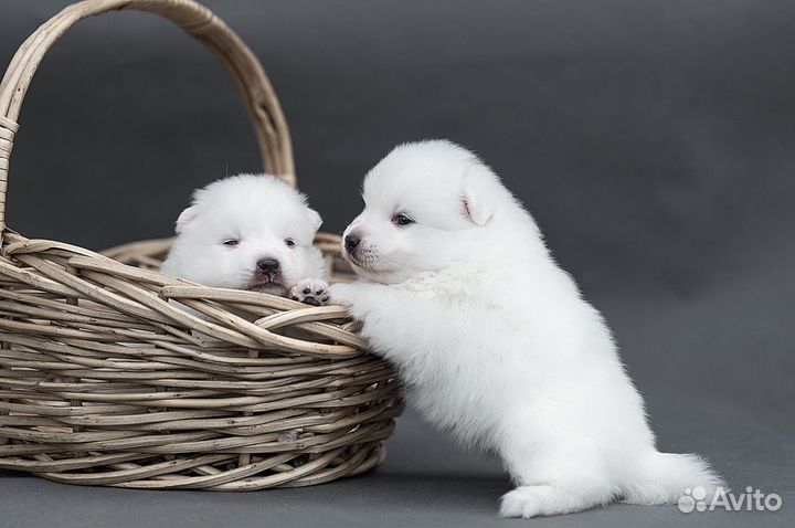 Японский шпиц щенки