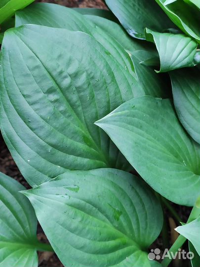 Хоста взрослый куст