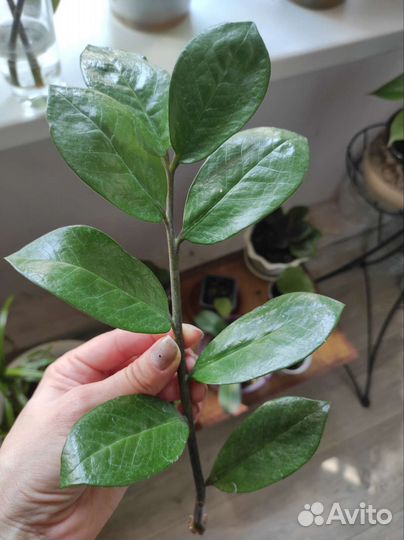 Замиокулькас