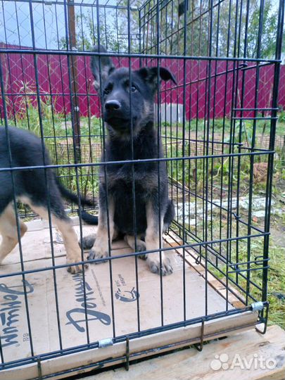 Девочки РКФ