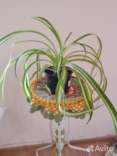 Фикус Бенджамина, хлорофитум кудрявый