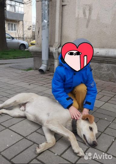 Супер-Собака