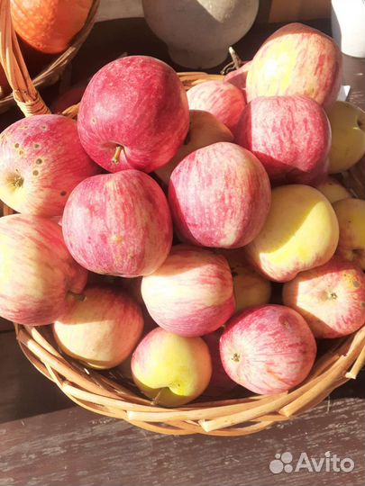 Яблоки домашние