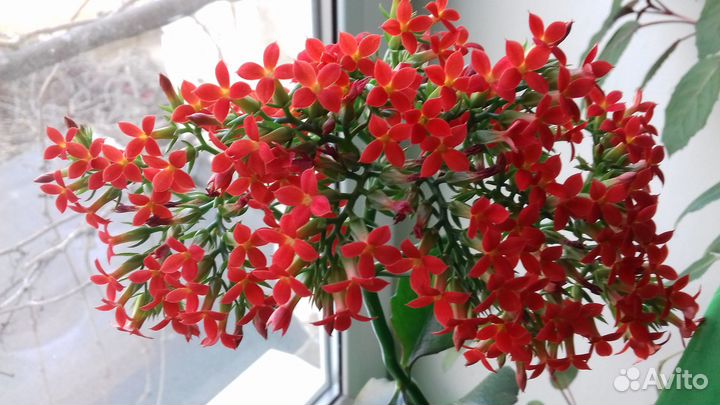 Каланхое махровое