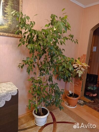 Фикус бенджамина