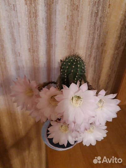 Кактус эхинопсис в керамическом горшке