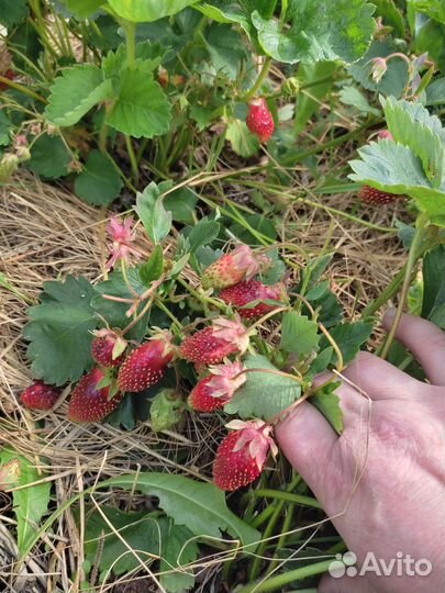 Рассада клубники земклуники 