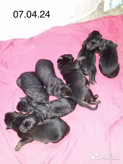 Щенки немецкой овчарки