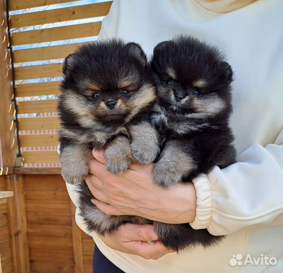 Померанский шпиц